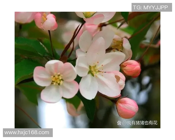 夏静云的故事：在风雨中绽放的坚韧与希望之花
